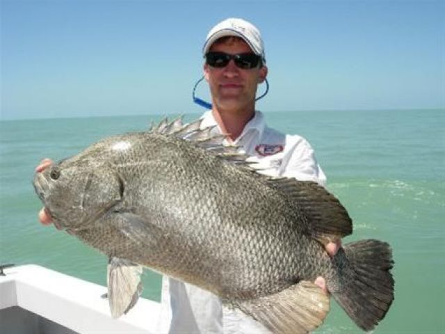 Tripletail