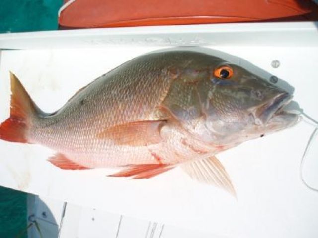 Mutton Snapper