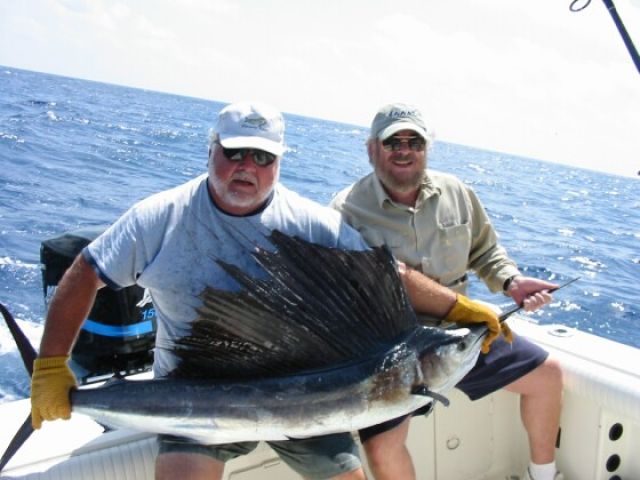 Sailfish (Atlantic Sailfish)