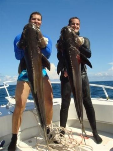 Cobia