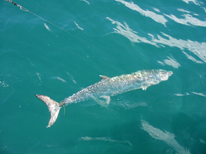 Preston's Barracuda Hunt 