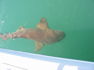 Chris & Keith's Mackerel & Shark Fishing Trip 