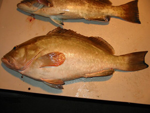 Kayak Dave & Stanley's Gag Grouper, Red Grouper, Gray (Mangrove) Snapper & Amberjack Catch 