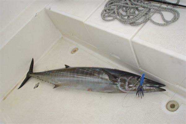 Wahoo