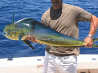 Dolphin Boat Rental